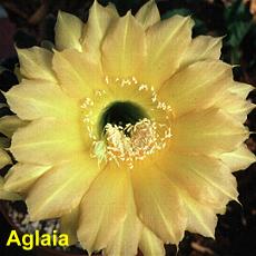 Aglaia.4.1.jpg 